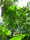 australian fan palm (licuala ramsayi)