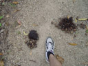 hardly ignorable: cassowary droppings on the road. 2005-11-27, Sony Cybershot DSC-F717.