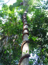 plant climbing up a tree