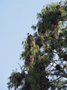 bird nests in a eukalypt tree