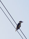 a kingfisher (dacelo sp.?). 2005-11-28, Sony Cybershot DSC-F717.