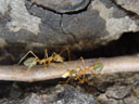green tree ants (oecophylla smaragdina). 2005-11-28, Sony Cybershot DSC-F717. keywords: formicinae, oecophyllini
