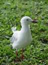 a curios silver gull (larus novaehollandiae)