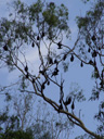 flying foxes hanging in the trees