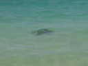 the only photo i got of the sea turtle that was swimming by. 2005-11-29, Sony Cybershot DSC-F717.