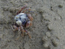 blueish crabs on the beach in hervey bay - they would dig themselves in within seconds. 2005-11-30, Sony Cybershot DSC-F717.