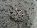 blueish crabs on the beach in hervey bay - they would dig themselves in within seconds. 2005-11-30, Sony Cybershot DSC-F717.