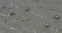 panorama: fliehende krabben || foto details: 2005-11-30, hervey bay / qld / australia, Sony Cybershot DSC-F717.