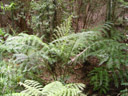 bad photo of an impressive plant: king ferns (angiopteris evecta) predate the dinosaurs!. 2005-12-01, Sony Cybershot DSC-F717.