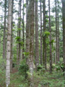 geweihfarne (platycerium sp.) an den bäumen || foto details: 2005-12-01, fraser island / qld / australia, Sony Cybershot DSC-F717.
