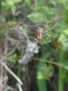 golden orb weaver (nephila sp.), with prey