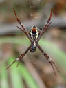 st andrew's cross spider (argiope keyserlingi). 2005-12-01, Sony Cybershot DSC-F717.