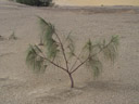 noch eine junge schachtelhalmblättrige kasuarine (casuarina equisetifolia var.incana) || foto details: 2005-12-01, fraser island / qld / australia, Sony Cybershot DSC-F717.