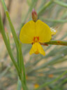 blossoming broom (genista sp.?)