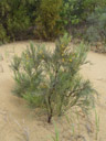 blossoming broom (genista sp.?). 2005-12-01, Sony Cybershot DSC-F717.