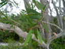 tea tree (melaleuca sp.). 2005-12-01, Sony Cybershot DSC-F717. keywords: paper bark