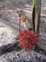 spoon-leaved sundew (drosera spatulata). 2005-12-01, Sony Cybershot DSC-F717.