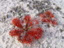 spoon-leaved sundew (drosera spatulata). 2005-12-01, Sony Cybershot DSC-F717.