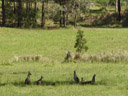 kangaroos, enjoying the shade. 2005-12-04, Sony Cybershot DSC-F717.