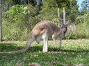 red kangaroo (macropus rufus). 2005-12-04, Sony Cybershot DSC-F717.