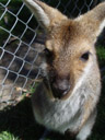 bergkänguru (macropus robustus) ? || foto details: 2005-12-04, billabong koala park, port macquarie / australia, Sony Cybershot DSC-F717. keywords: euro, kangaroo