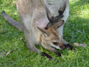 kangaroo with joey (macropus sp.?). 2005-12-04, Sony Cybershot DSC-F717. keywords: känguruh, baby