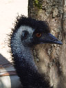 emu-portrait (dromaius novaehollandiae). 2005-12-04, Sony Cybershot DSC-F717. keywords: emu head eyes beak