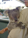 nicht so flauschig, wie sie aussehen || foto details: 2005-12-04, billabong koala park, port macquarie / australia, Sony Cybershot DSC-F717.