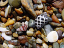 . 2005-12-05, Sony Cybershot DSC-F717. keywords: rocky beach, colorful stones, snailshells, bunte steine, schneckenhäuser