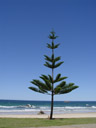 lonely tree, at oxley beach. 2005-12-05, Sony Cybershot DSC-F717.