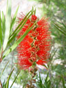 red bottlebrush (callistemon citrinus). 2005-12-05, Sony Cybershot DSC-F717. keywords: schönfaden