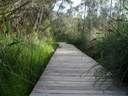 kooloonbung creek nature park. 2005-12-05, Sony Cybershot DSC-F717.