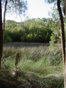 kooloonbung creek nature park || foto details: 2005-12-05, port macquarie / australia, Sony Cybershot DSC-F717.