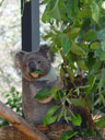 one koala was actually awake (phascolarctos cinereus). 2005-12-07, Sony Cybershot DSC-F717.