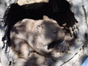 common wombat (vombatus ursinus)