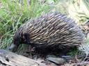 short-beaked echidna (tachyglossus aculeatus)