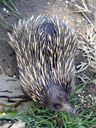 short-beaked echidna (tachyglossus aculeatus)