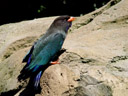 dollarbird (eurystomus orientalis)