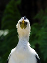 little pied-cormorant (phalacrocorax melanoleucos). 2005-12-07, Sony Cybershot DSC-F717. keywords: australische zwergscharbe, phalacrocoracidae