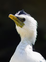 little pied-cormorant (phalacrocorax melanoleucos). 2005-12-07, Sony Cybershot DSC-F717. keywords: australische zwergscharbe, phalacrocoracidae