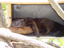 binturong (arctictis binturong)