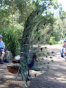 indian peafowl (pavo cristatus) displaying