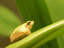 eastern dwarf tree frog (litoria fallax). 2005-12-07, Sony Cybershot DSC-F717. keywords: eastern sedgefrog