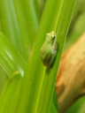 eastern dwarf tree frog (litoria fallax)
