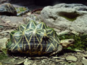 indian star tortoise (geochelone elegans). 2005-12-07, Sony Cybershot DSC-F717.