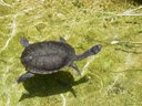 eastern snake-necked turtle (chelodina longicollis). 2005-12-07, Sony Cybershot DSC-F717. keywords: common snake-necked turtle, halswenderschildkröte