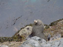 a new zealand furr seal (arctocephalus fosteri). 2005-12-11, Sony Cybershot DSC-F717.