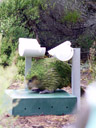 first kakapo encounter: ox at his feeding station. 2005-12-20, Sony Cybershot DSC-F717.