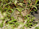 pounamu, demonstrating kakapo camouflage. 2005-12-21, Sony Cybershot DSC-F717.