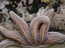 a starfish (asteroidea) with unusually many arms